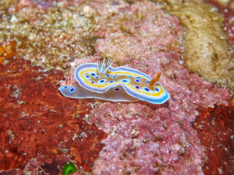 Nudibranch, Batee Tokong